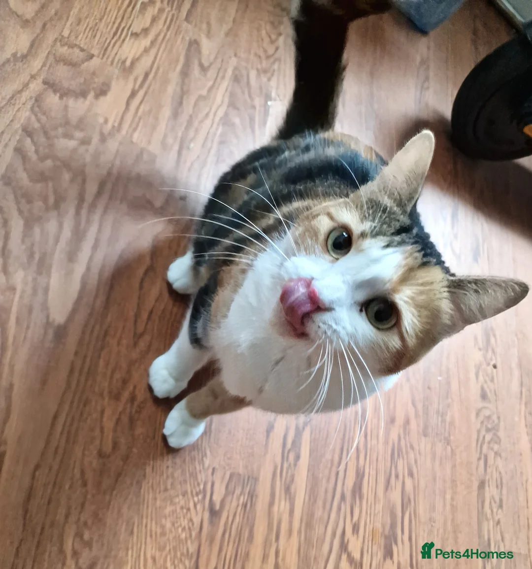 Mixed Breed cats for sale: Female Cat -  **  in Bradford - Advert 2