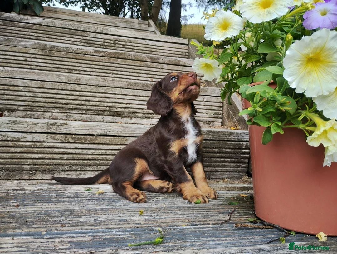Cocker Spaniel dogs Beautiful Cocker Spaniel Puppies – 1 Boy, 2 Girls. - Advert 3