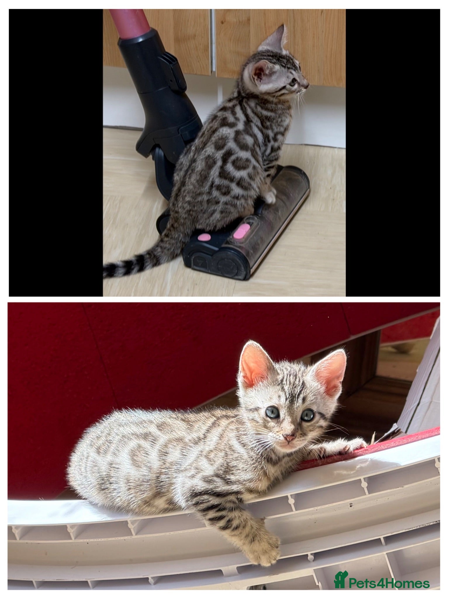 Bengal cats BENGAL 🔥 KITTENS TICA REGISTERED  - Advert 5