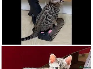 Bengal cats BENGAL 🔥 KITTENS TICA REGISTERED - Advert 1