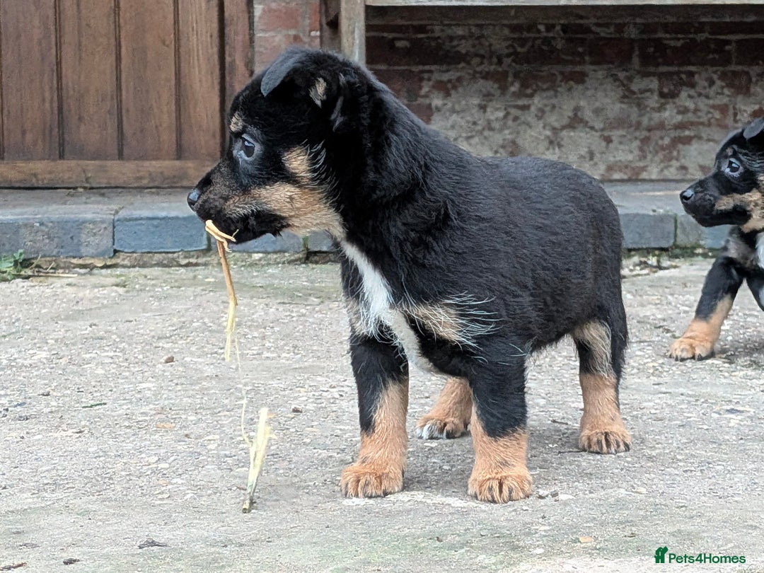 Jack Russell dogs for sale: Jack Russel Puppies for sale - Advert 12