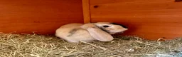 Mixed Breed rabbits for sale: Bonded Pair of Harlequin & Black Otter Lop Rabbits - Advert 3