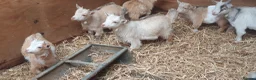 Goats livestock for sale: Lovely pygmy goats 🐐  - Advert 9