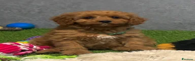 Cavapoo 4