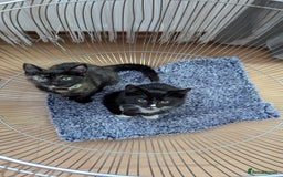 British Longhair cats for sale: Kittens are ready to go  - Image 13