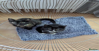 British Longhair cats - Advert 10