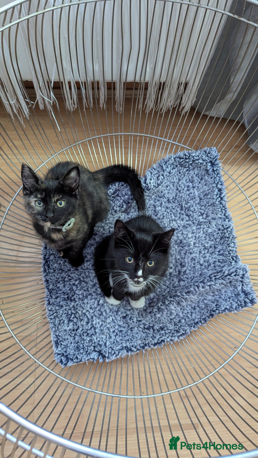 British Longhair cats for sale: Kittens are ready to go  - Image 13