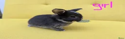 French Lop rabbits for sale: Beautiful French lop/Mini lop - Advert 7