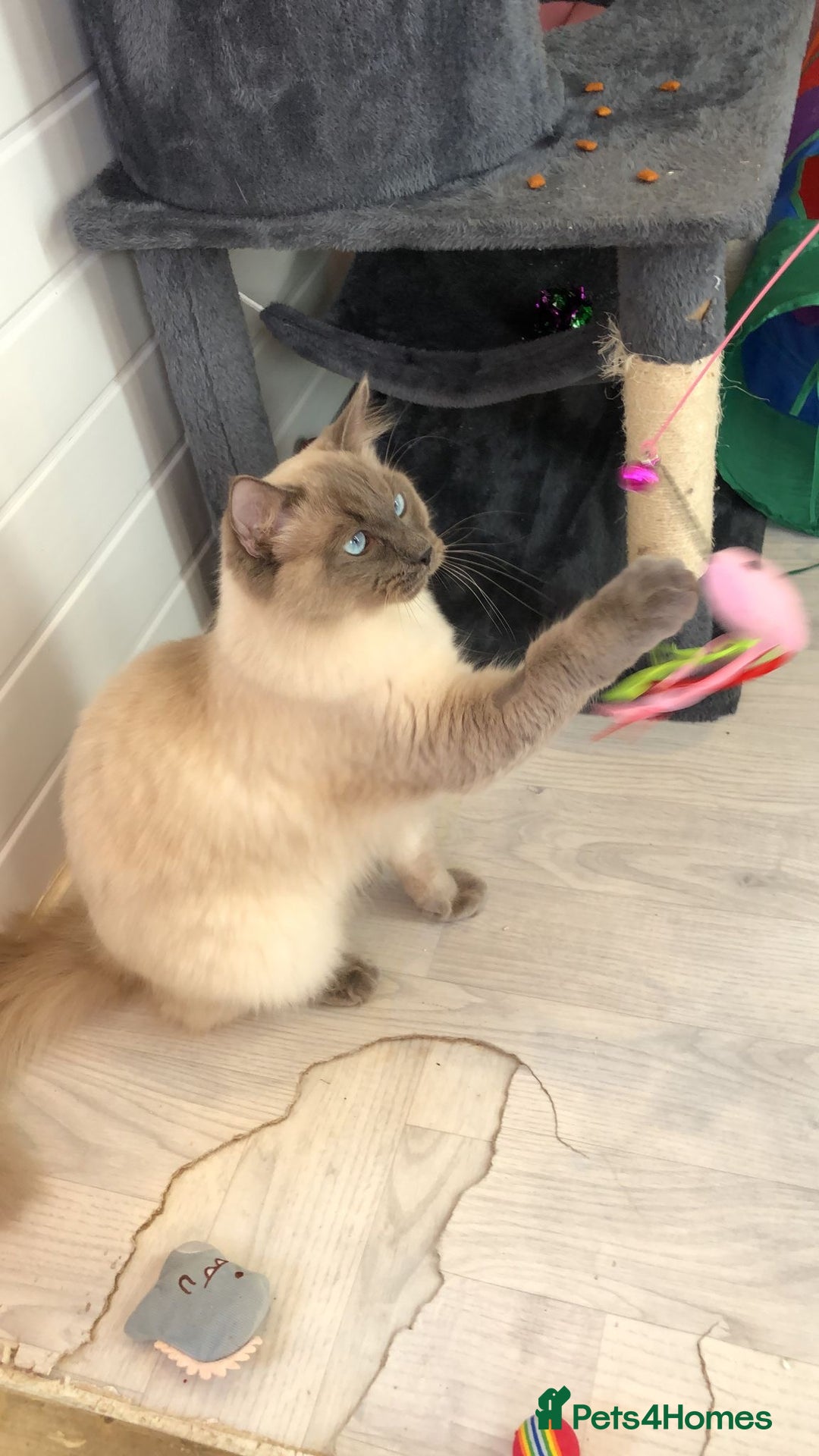 Ragdoll cats for sale: Beautiful Ragdoll male  - Advert 2
