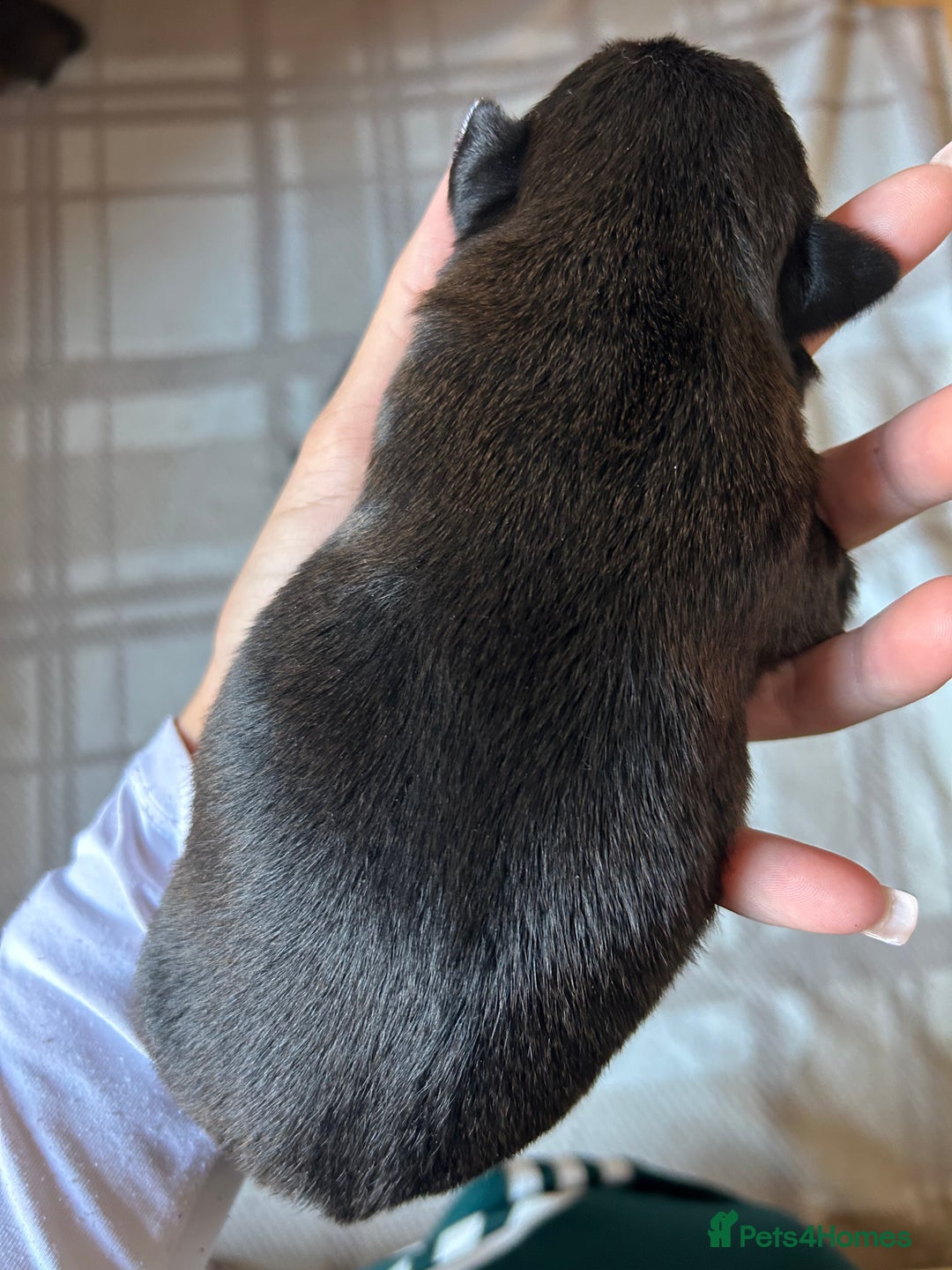 Mixed Breed dogs for sale: 3 BEAUTIFUL KING CHARLES X BORDER TERRIER BOYS🐶🩵 - Image 6