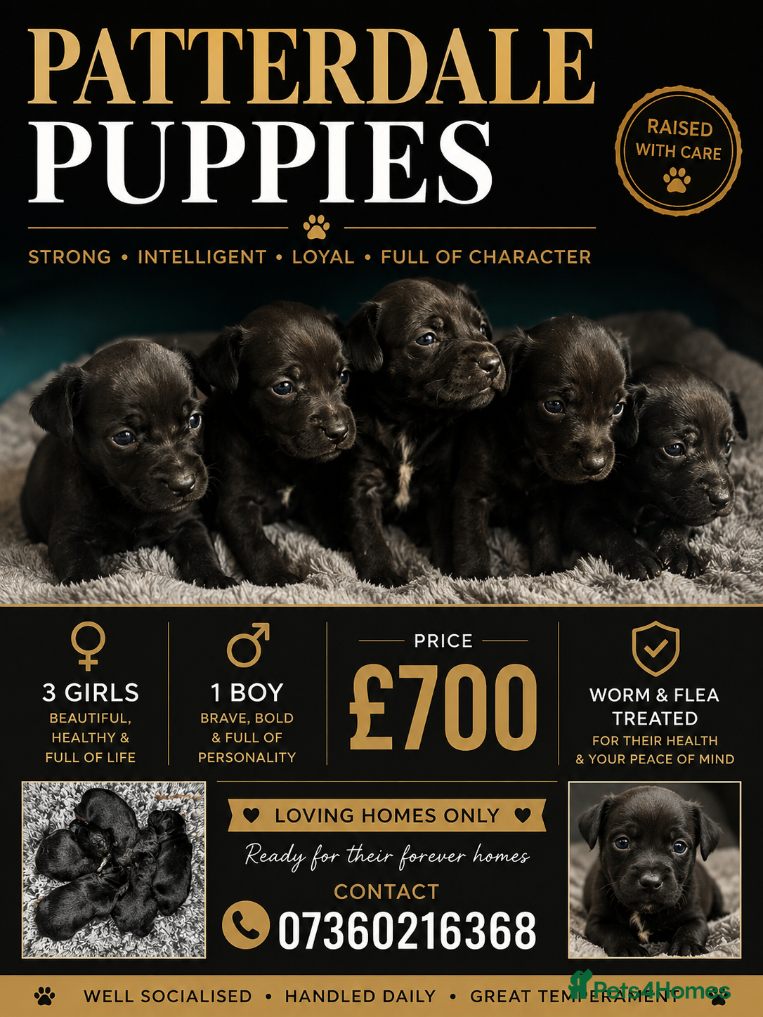 Patterdale Terrier dogs Patterdale terrier puppies  - Advert 7
