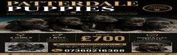 Patterdale Terrier dogs for sale: Patterdale terrier puppies  - Advert 1