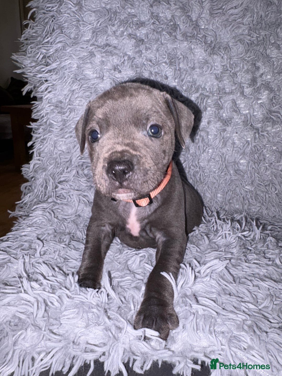 Staffordshire Bull Terrier dogs for sale: 6 Stunning Blue Staffordshire Bull Terrier pups 💙 - Advert 9