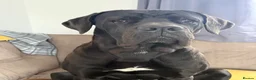 Cane Corso dogs for sale: chunky cane corso puppies  - Advert 19