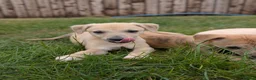 Whippet dogs for sale: Stunning whippet puppies  - Advert 7