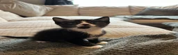 Mixed Breed cats for sale: Male kitten  - Advert 4