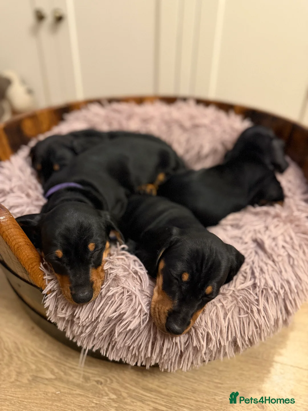 Miniature Dachshund dogs for stud: Chocolate and Tan Miniature Dachshund- Stud - Advert 15