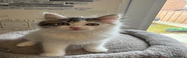 Ragdoll Kitten 2