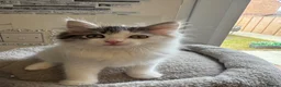 Ragdoll cats for sale: Beautiful Ragdoll kittens - Advert 9
