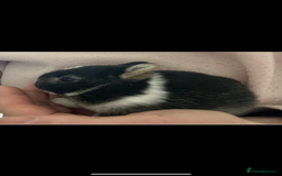 Netherland Dwarf rabbits for sale: Stunning pure bred Netherlands dwarf kits  - Image 3