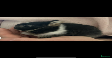 Netherland Dwarf rabbits - Advert 3