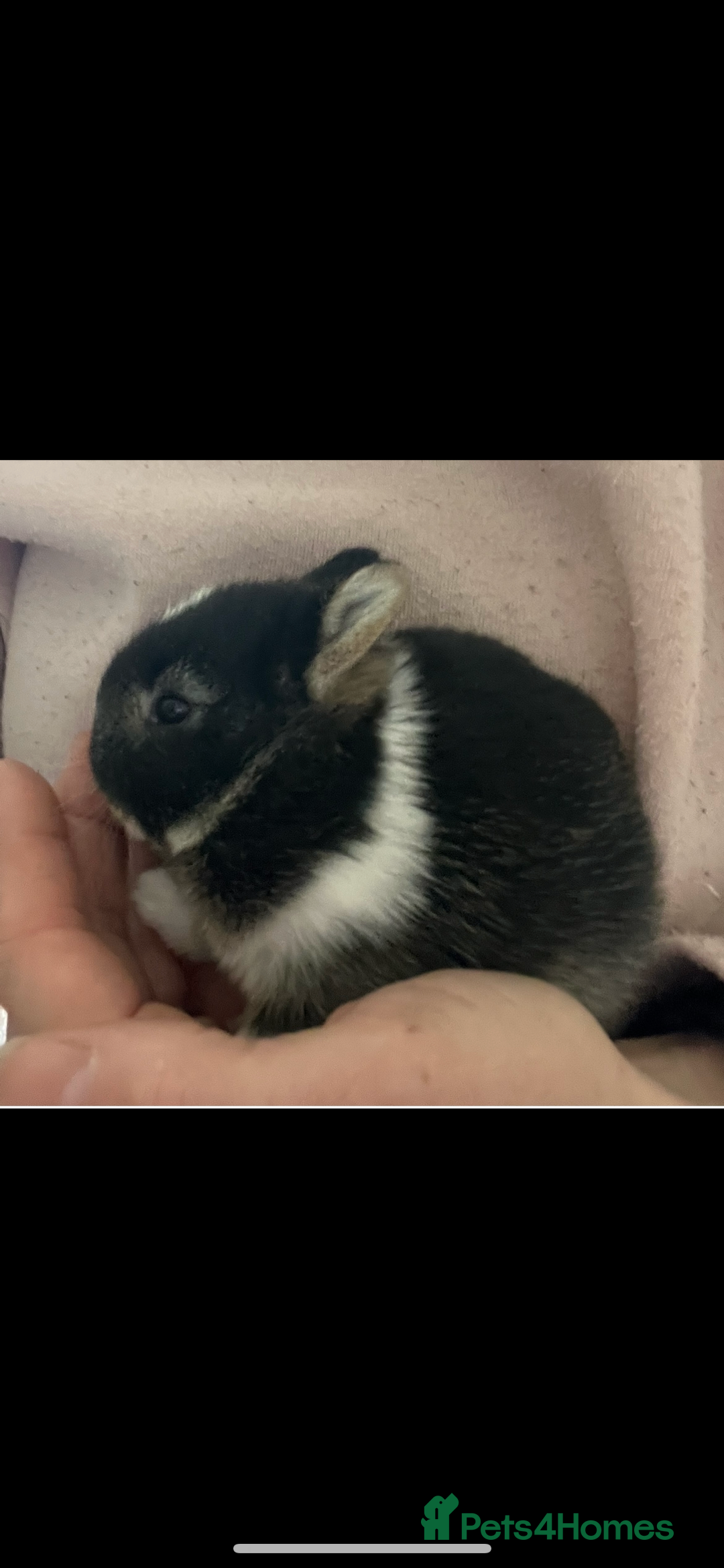 Netherland Dwarf rabbits for sale: Stunning pure bred Netherlands dwarf kits  - Image 3