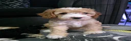 Cockapoo dogs for sale: READY NOW - 2 Gorgeous Female Cockapoo Puppies - Advert 5