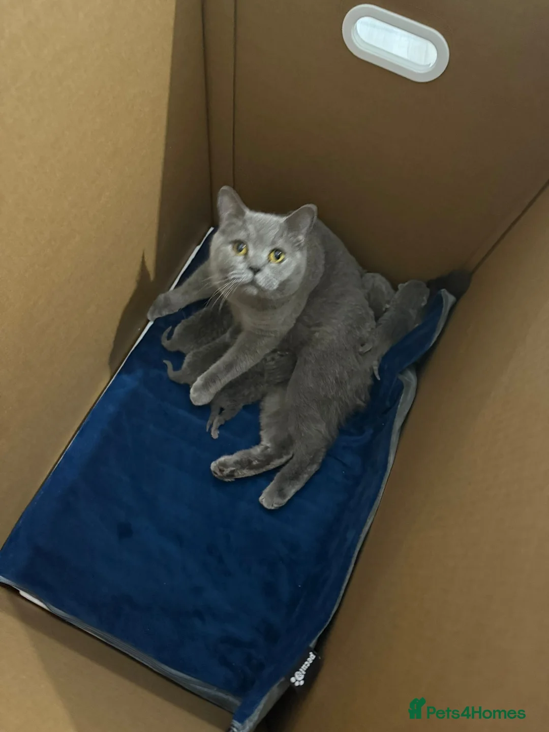 British Shorthair cats for sale: Blue British Shorthair Kittens | Pedigree in London - Advert 2