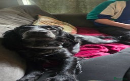Sprocker dogs for sale: Gorgeous Sprocker Spaniel for rehome - Image 2