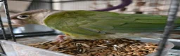 Conures birds for sale: Cinnamon Conure in Northallerton - Advert 1