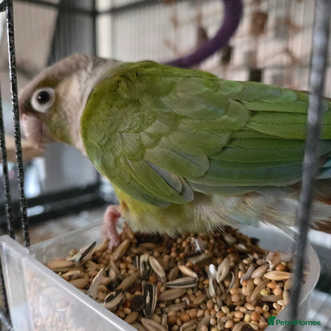 Conures birds for sale: Cinnamon Conure in Northallerton - Advert 1
