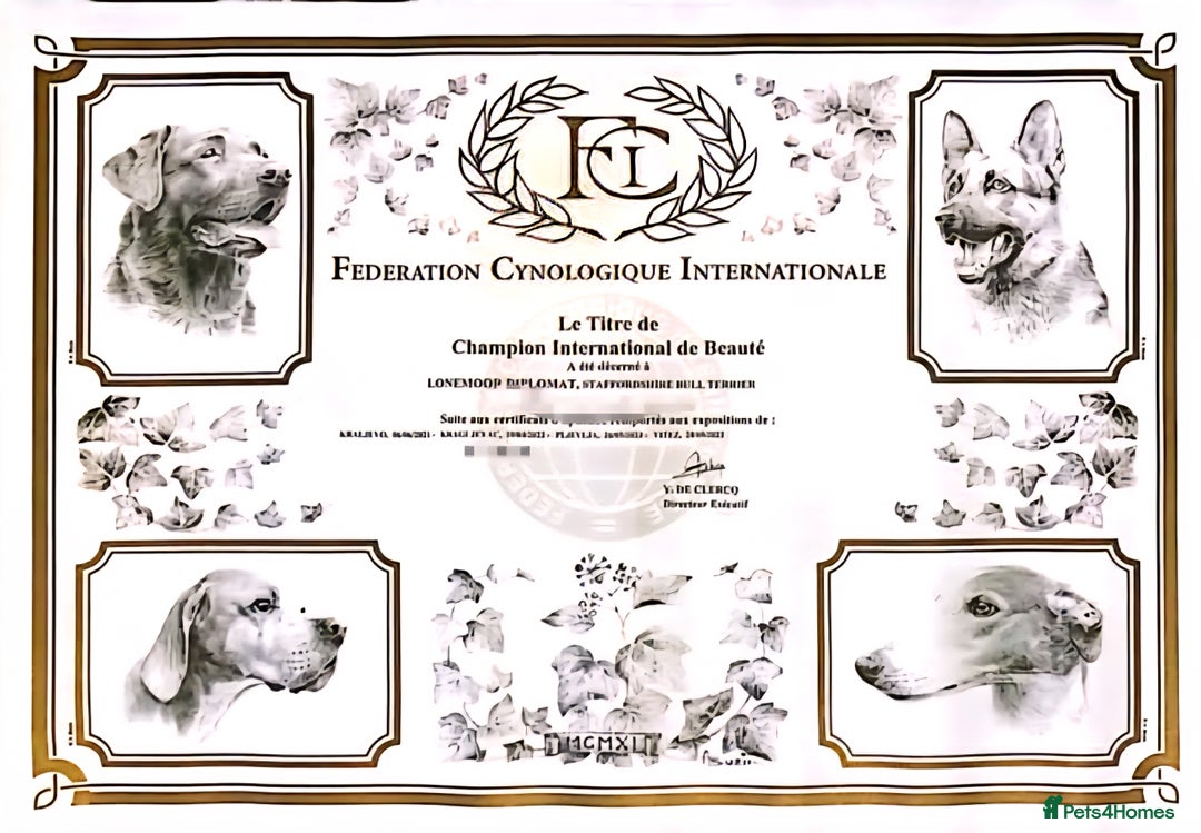 Staffordshire Bull Terrier dogs for sale: FCI - SBT litter - Advert 7