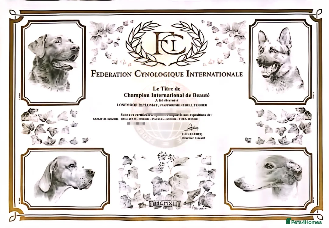 Staffordshire Bull Terrier dogs for sale: FCI - SBT litter - Advert 7