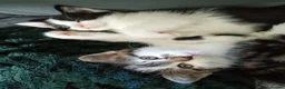 Domestic Shorthair cats for sale: Stunning litter of 4 - Advert 5