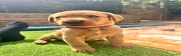 Labrador Retriever dogs for sale: Stunning KC Registered Labrador Puppies 🐾 - Advert 11