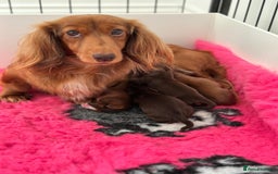 Miniature Dachshund dogs for sale: Miniature Long Haired Dachshund Female - Image 4