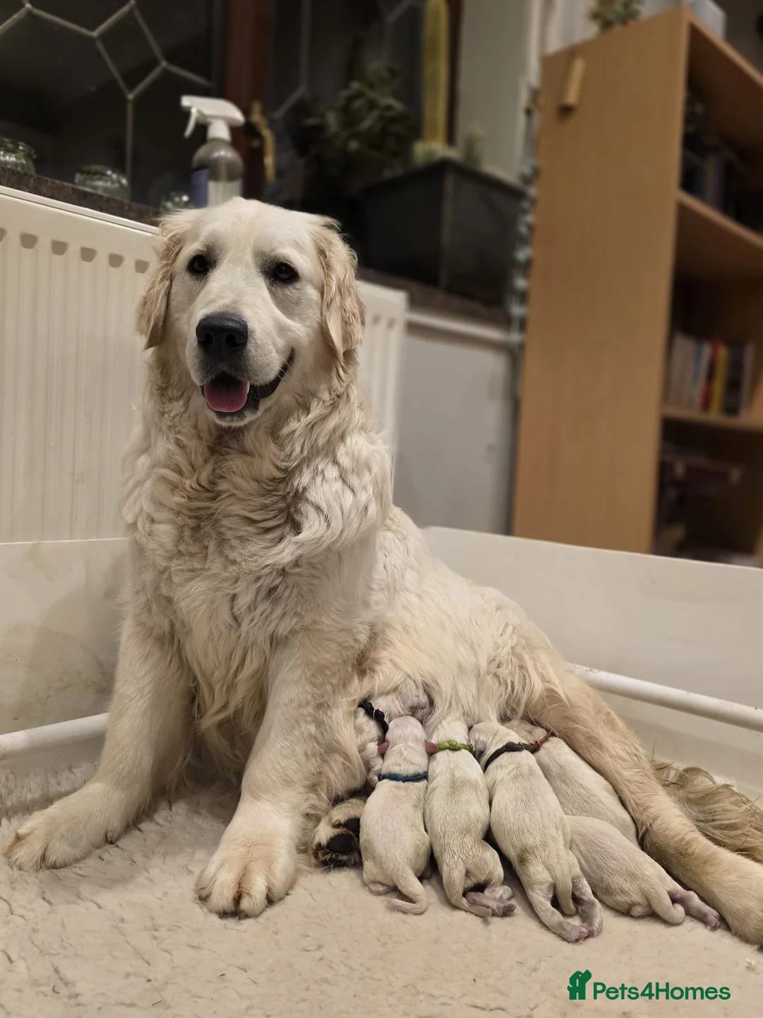 Golden Retriever dogs for sale: Palest Cream KC registered puppies for sale - Advert 1