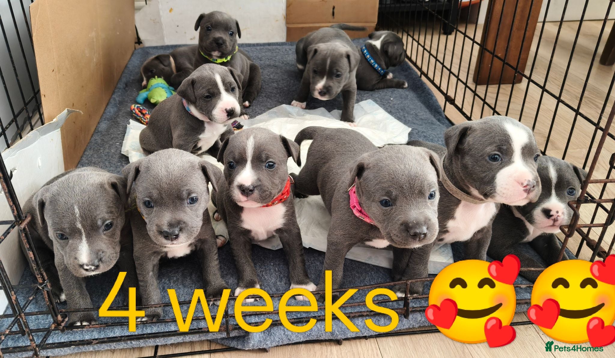 Staffordshire Bull Terrier dogs Blue Staffordshire bull terrier puppies 🐶🐕🐾 - Advert 2
