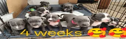 Staffordshire Bull Terrier dogs for sale: Blue Staffordshire bull terrier puppies 🐶🐕🐾 - Advert 1