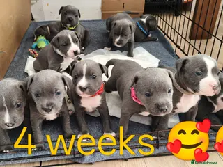 Staffordshire Bull Terrier dogs Blue Staffordshire bull terrier puppies 🐶🐕🐾 - Advert 2