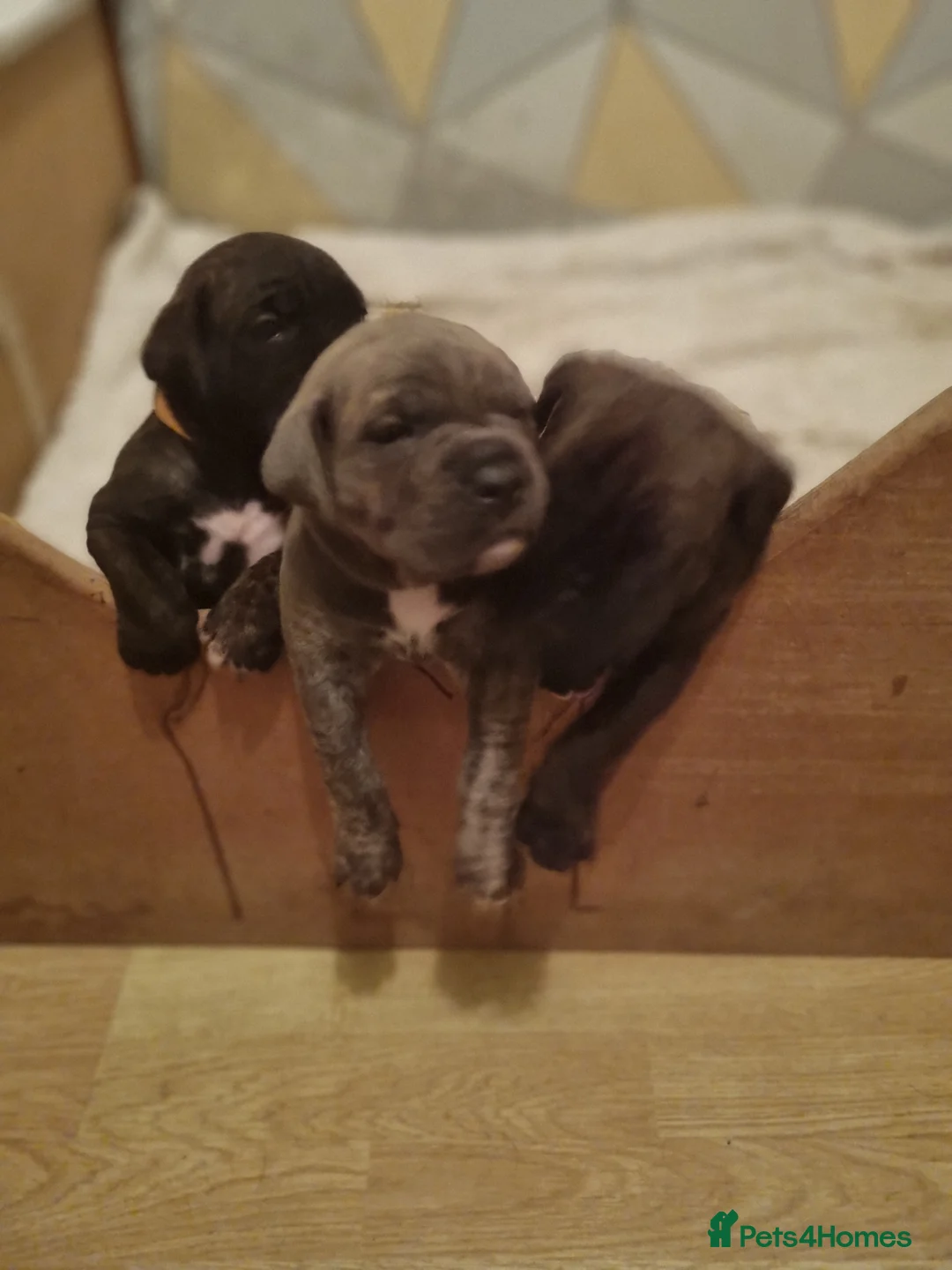 Cane Corso dogs for sale: ITALIAN CANE CORSO  - Advert 19