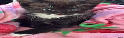 Mixed Breed cats for sale: Kitten for sale  - Advert 8