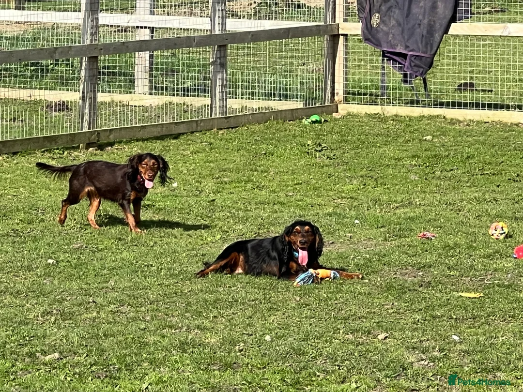 Cocker Spaniel dogs for stud: KC REGISTERED WORKING COCKER SPANIEL STUD - Advert 6