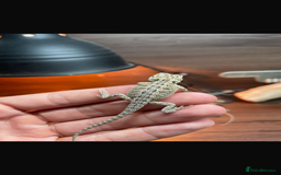 Bearded Dragon reptiles for sale: Baby bearded Dragons  - Image 3