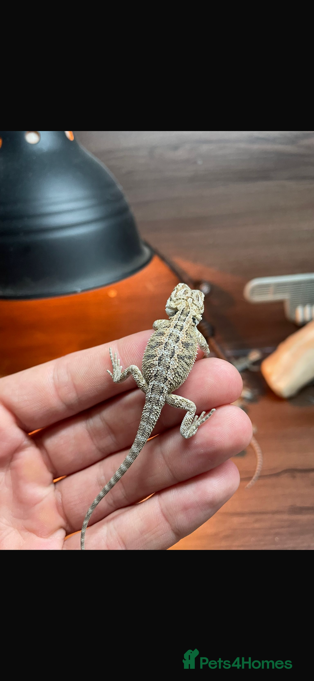 Bearded Dragon reptiles for sale: Baby bearded Dragons  - Image 3