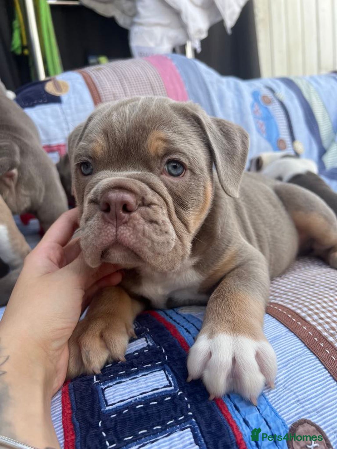 Olde English Bulldogge dogs for sale: Puppies 07931561727 - Image 4