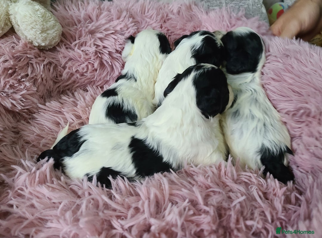 Cockapoo dogs for sale: F1 Cockapoos, Parti Roan. DNA HEALTH TESTED - Image 29
