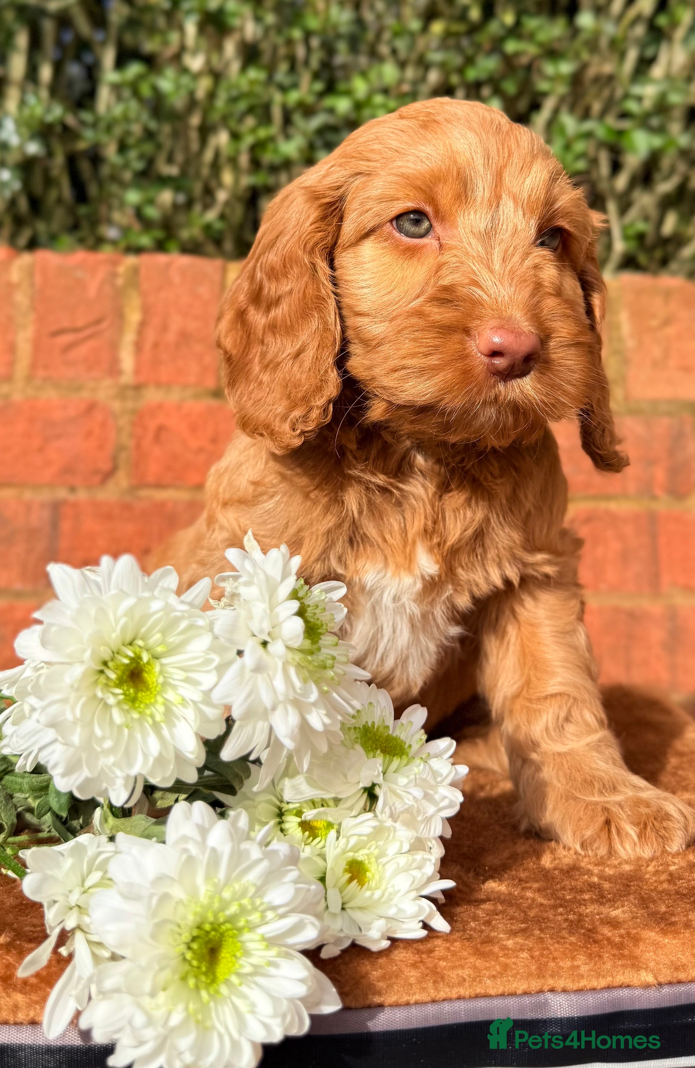 Australian Labradoodle dogs Australian labradoodle ***READY NOW*** - Advert 3