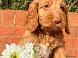 Australian Labradoodle dogs Australian labradoodle ***READY NOW*** - Advert 3