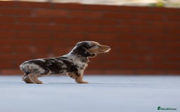 Cocker Spaniel dogs for sale: Cocker spaniel puppies  - Advert 10